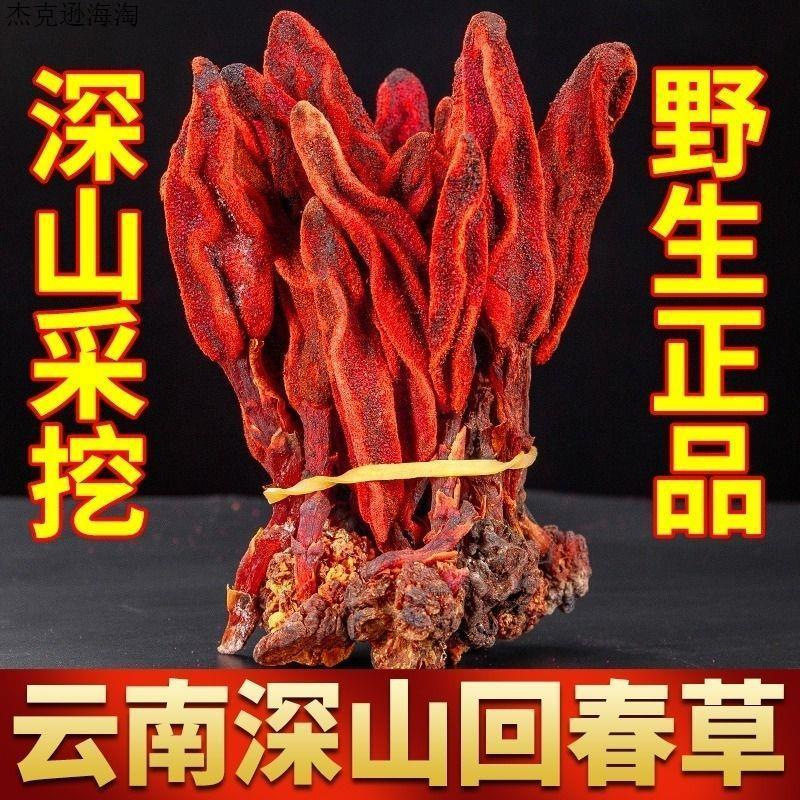 【真野生】回春草 不老草 云南回春草顶天住 撘枸杞药泡水喝