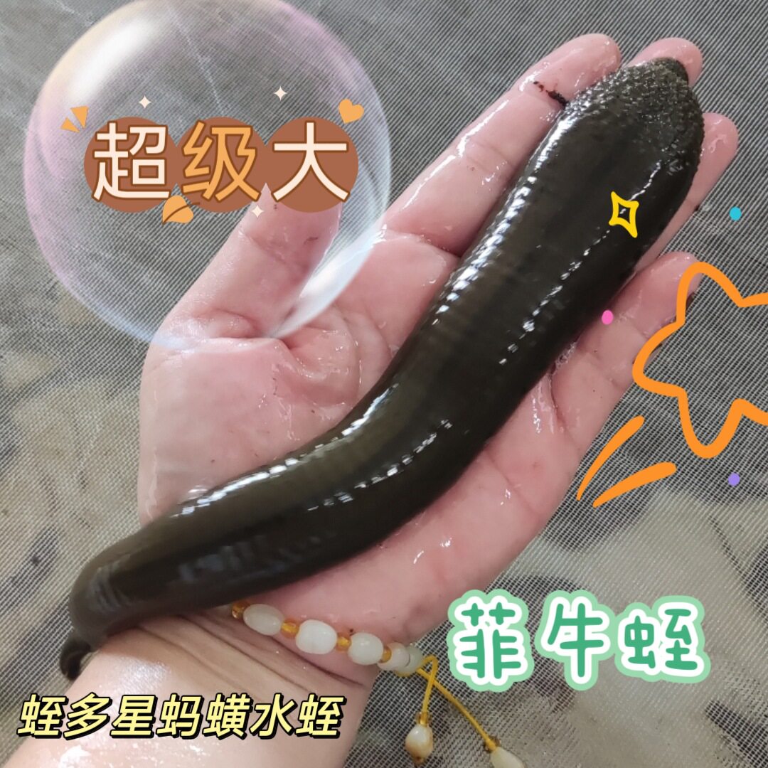 热卖野生吸血蚂蟥水蛭活体新奇宠物可菲牛蛭冻干粉烘干晒干通血管