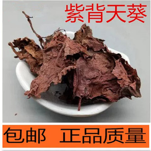 紫背天葵  红天葵 散血子 红水葵 红叶 材店铺真货