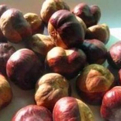 热卖材娑罗子 桫椤果 梭罗果 仙栗梭罗 子婆罗子正品包邮好货真货