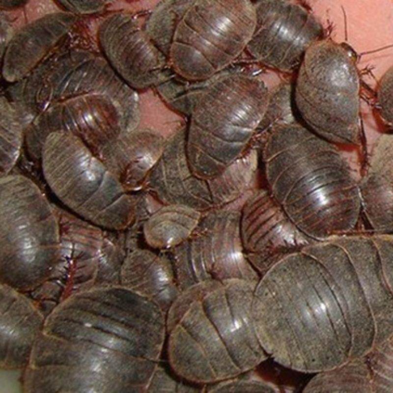 精品活土元活的土元虫种卵地鳖虫两用土鳖虫活体干土元好货真货