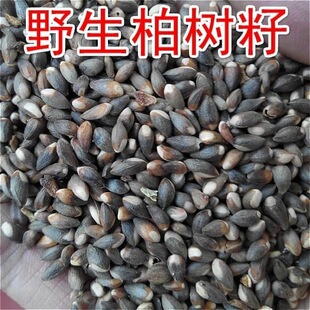 热卖野山侧柏籽柏子自采陕西柏子仁批野生侧柏果叶籽柏子仁带壳好