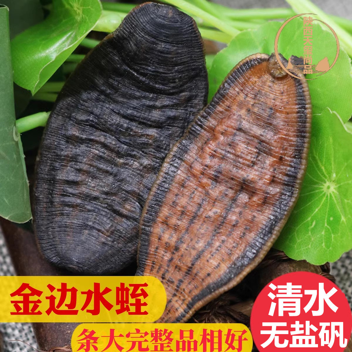 热卖金边水蛭干野金钱水蛭无硫蚂蟥大条宽体金线蚂蟥干水蛭粉500g