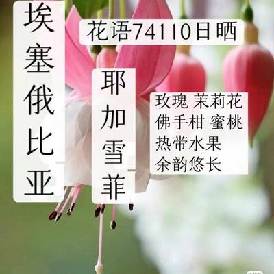 新产季埃塞俄比亚卡法森林花仙