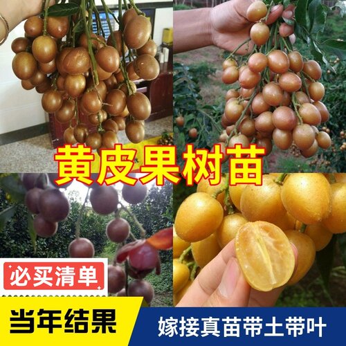 正宗嫁接黄皮果树苗带土带叶