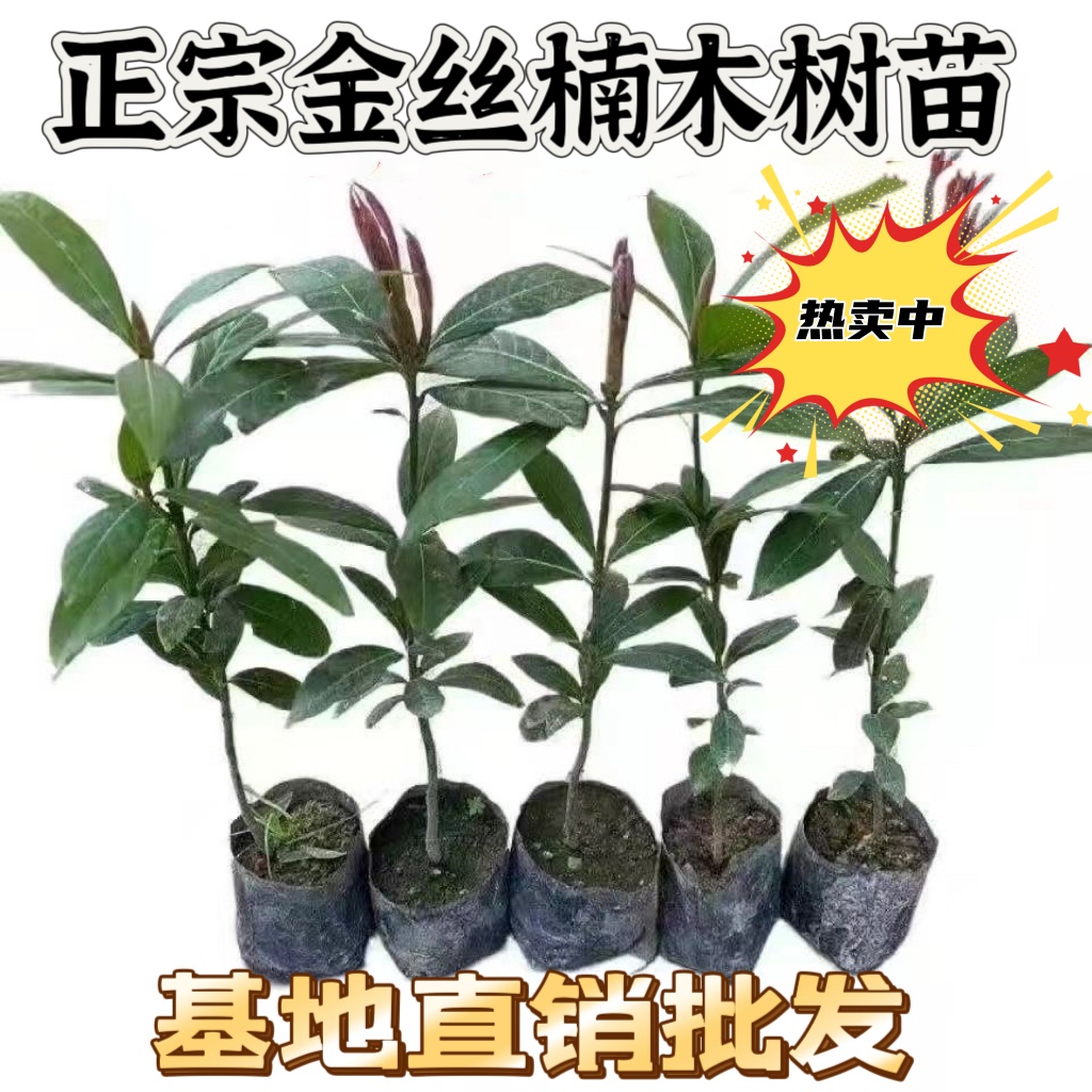 正宗名贵四川金丝楠木树苗名贵小叶金丝楠木苗南北方阳台庭院种植