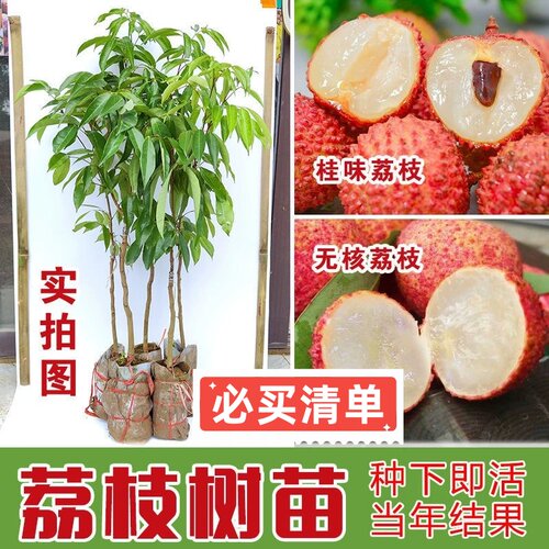 正宗嫁接荔枝果树苗桂味荔枝苗四季种植好养易活糯米糍玲珑荔枝苗