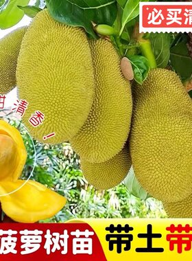 正宗嫁接红肉菠萝蜜果树苗南方庭院种植黄肉干包菠萝蜜苗原土原杯