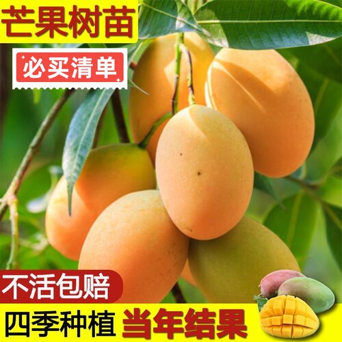 正宗芒果树苗贵妃芒果苗南方北方庭院阳台种植嫁接苗金焕芒果树苗