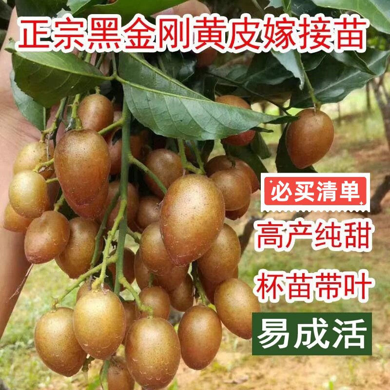 正宗大果高产鸡心黄皮嫁接果树苗贵妃黄皮南方种植耐旱无核黄皮苗