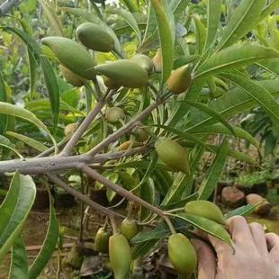 正宗嫁接大果高产耀堂仙桃果树苗蛋黄果苗南方种植鸡蛋果树苗带叶