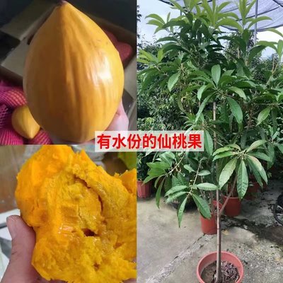 广东仙桃苗正宗蛋黄果苗树苗带果发货鸡蛋果苗四季种植当年结果