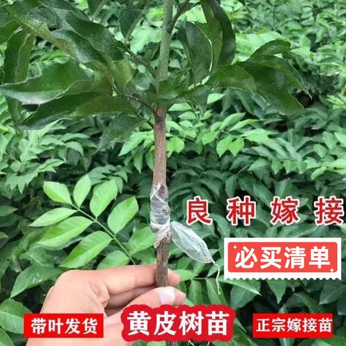正宗大果高产鸡心黄皮嫁接果树苗贵妃黄皮南方庭院种植无核黄皮苗