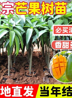 正宗芒果树苗贵妃芒果苗南方北方种植嫁接苗金焕芒果树苗广东发货
