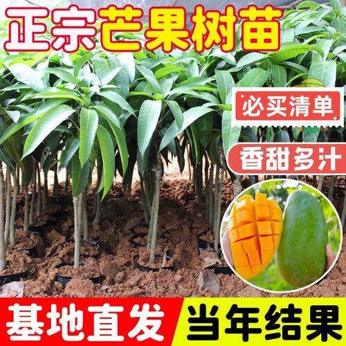 正宗芒果树苗贵妃芒果苗南方北方种植嫁接苗金焕芒果树苗广东发货