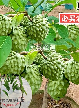 正宗嫁接释迦果苗台湾凤梨释迦果苗南方庭院种植耐旱AP释迦果树苗