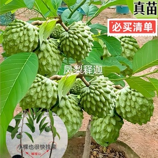 正宗嫁接释迦果苗台湾凤梨释迦果苗南方庭院种植耐旱AP释迦果树苗