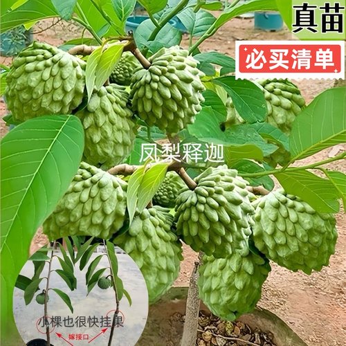 正宗嫁接释迦果苗台湾凤梨释迦果苗南方庭院种植耐旱AP释迦果树苗