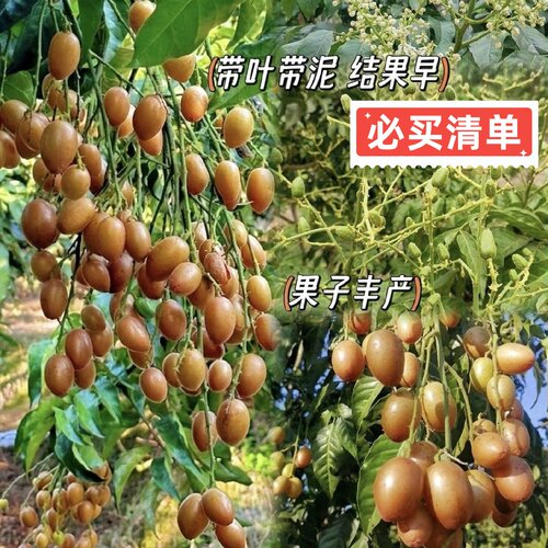 正宗大果高产鸡心黄皮嫁接果树苗南方种植黑金无核黄皮苗盆栽地栽