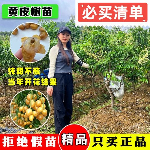 正宗大果高产鸡心黄皮嫁接果树苗南方种植好养纯甜黑金无核黄皮苗