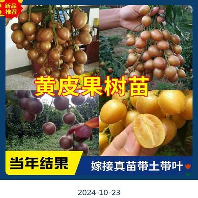 正宗嫁接黄皮果苗大鸡心无核黄皮甜水果树苗适合南方庭院种植果苗