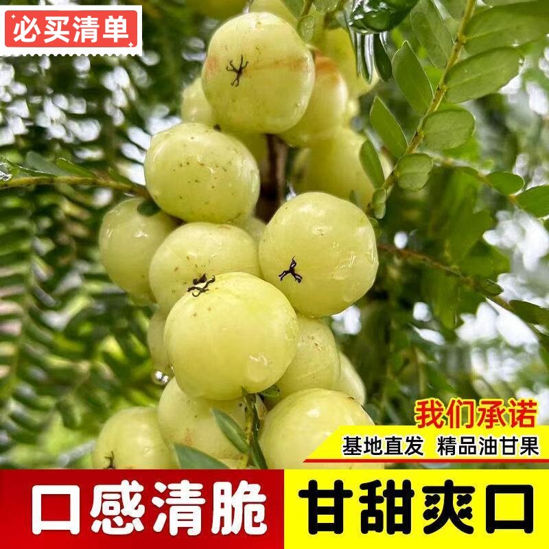 正宗甜种油甘果树苗余甘子果苗南方种植嫁接大果柿饼甜油甘果树苗