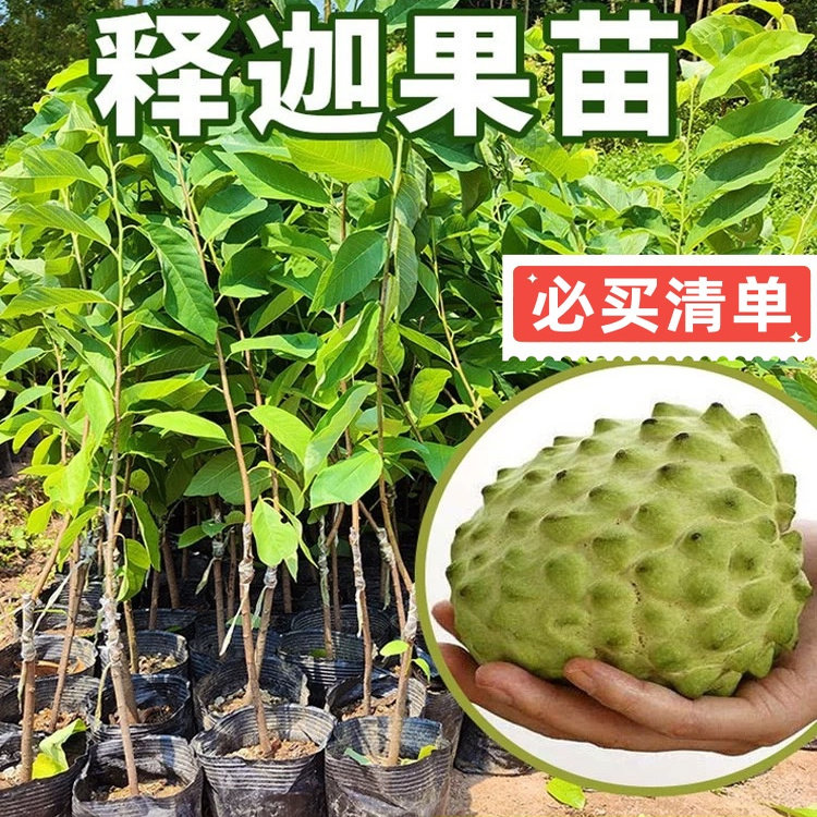 正宗嫁接新品AP释迦果树苗台湾大果高产凤梨释迦果苗耐旱南方种植图片