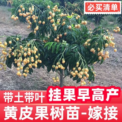 正宗大果高产鸡心黄皮嫁接果树苗贵妃黄皮南方种植好养无核黄皮苗