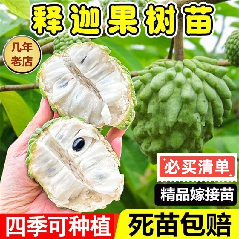 正宗嫁接释迦果苗台湾凤梨释迦果苗南方庭院种植易活AP释迦果树苗图片