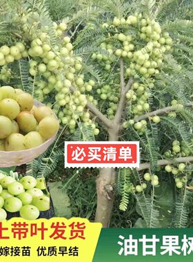 广东正宗嫁接甜种油甘果树苗余甘子果苗大果高产柿饼油甘果苗原杯