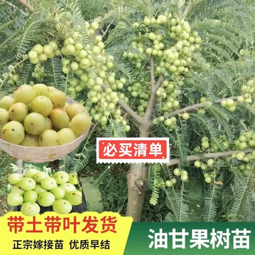 广东正宗嫁接甜种油甘果树苗余甘子果苗大果高产柿饼油甘果苗原杯