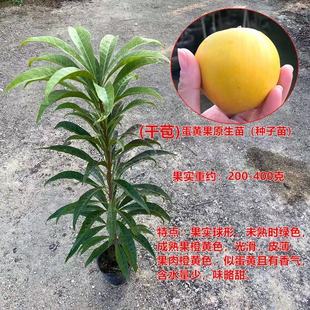 广东正宗嫁接耀堂仙桃果树苗蛋黄果苗南方种植鸡蛋果树苗盆栽地栽