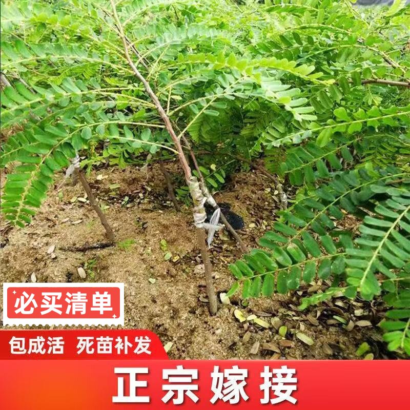 正宗嫁接甜种油甘果树苗余甘子果苗南方种植柿饼油甘果苗广东发货