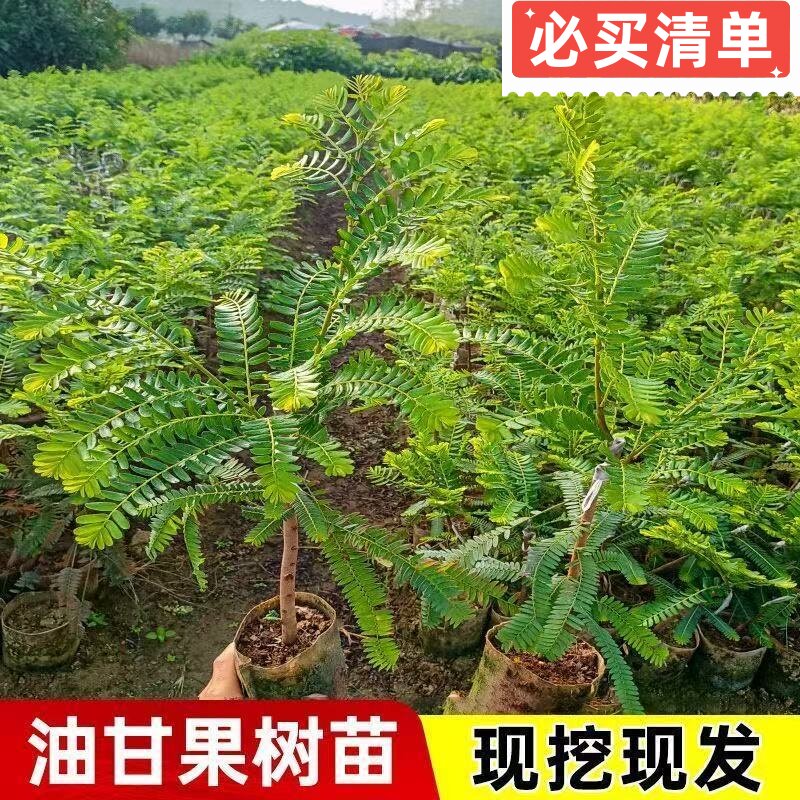 正宗嫁接甜种油甘果树苗余甘子果苗南方种植大果高产柿饼油甘果苗