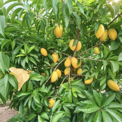 正宗嫁接耀堂仙桃果树苗南方庭院种植蛋黄果苗鸡蛋果树苗盆栽地栽