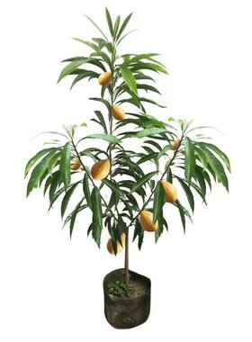 正宗嫁接耀堂仙桃果树苗南方庭院种植蛋黄果苗鸡蛋果树苗四季可栽