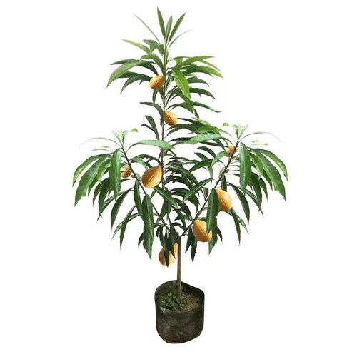 正宗嫁接耀堂仙桃果树苗南方庭院种植蛋黄果苗鸡蛋果树苗四季可栽