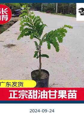 广东正宗嫁接高产甜种油甘果苗四季结果南方盆栽果苗柿饼甜余甘苗