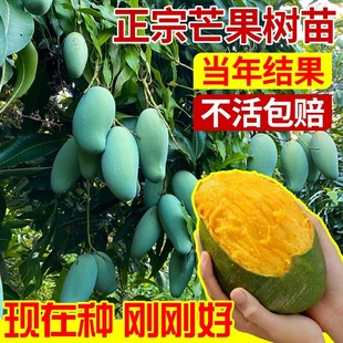 正宗嫁接桂七芒果树苗凯特芒果苗四季南方盆栽大果高产金煌芒果苗