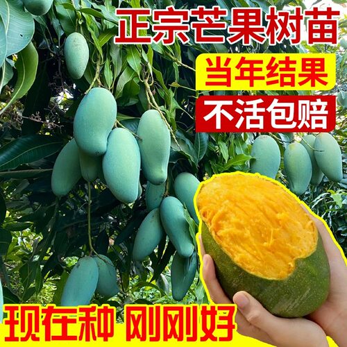 正宗嫁接桂七芒果树苗凯特芒果苗四季南方盆栽大果高产金煌芒果苗