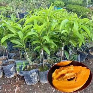 正宗嫁接耀堂仙桃果树苗南方庭院种植盆栽地栽蛋黄果苗鸡蛋果树苗