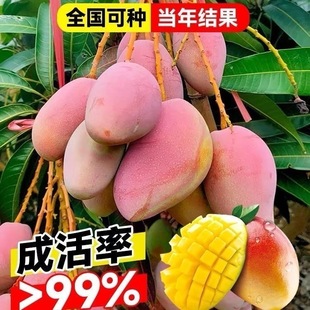 正宗嫁接贵妃芒果树苗凯特芒果苗大果高产金煌芒果苗南方盆栽果苗