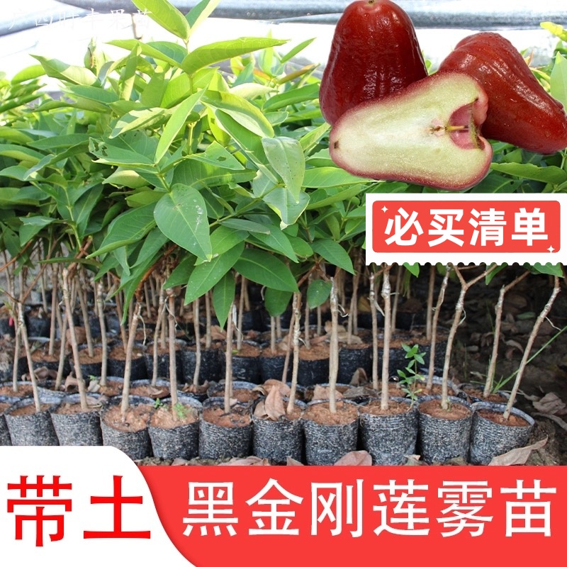 正宗嫁接黑金刚莲雾果苗带土带叶