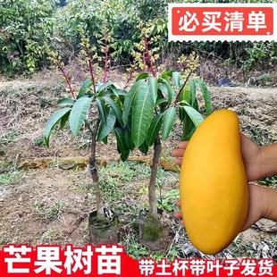 正宗芒果树苗贵妃芒果苗南方北方庭院阳台种植嫁接苗金焕芒果树苗
