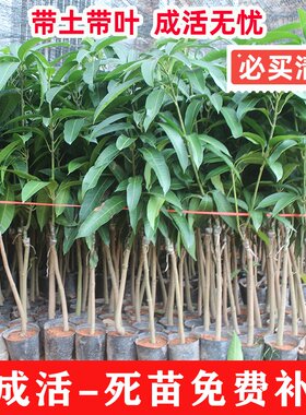 正宗芒果树苗贵妃芒果苗南方北方种植嫁接苗金焕芒果树苗四季可栽