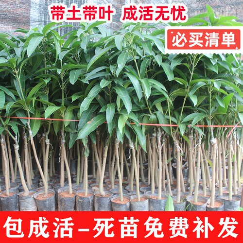 正宗芒果树苗贵妃芒果苗南方北方种植嫁接苗金焕芒果树苗四季可栽