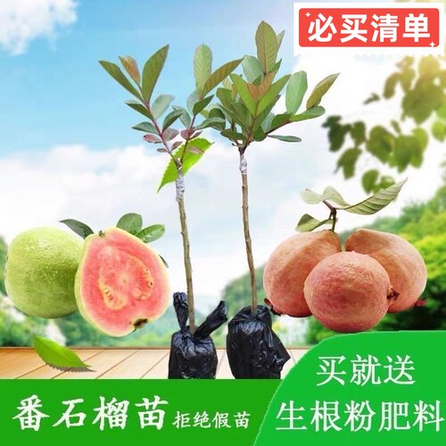 正宗嫁接台湾珍珠白心番石榴果树果树苗室内外种植红心芭乐苗带土