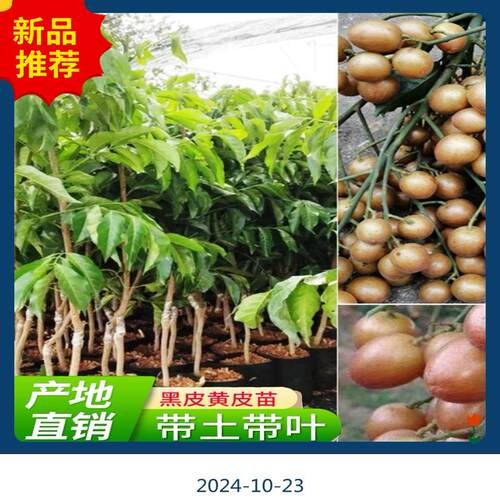 正宗大鸡心黄皮果苗嫁接无核黄皮果树苗南方庭院种植果苗带土发货