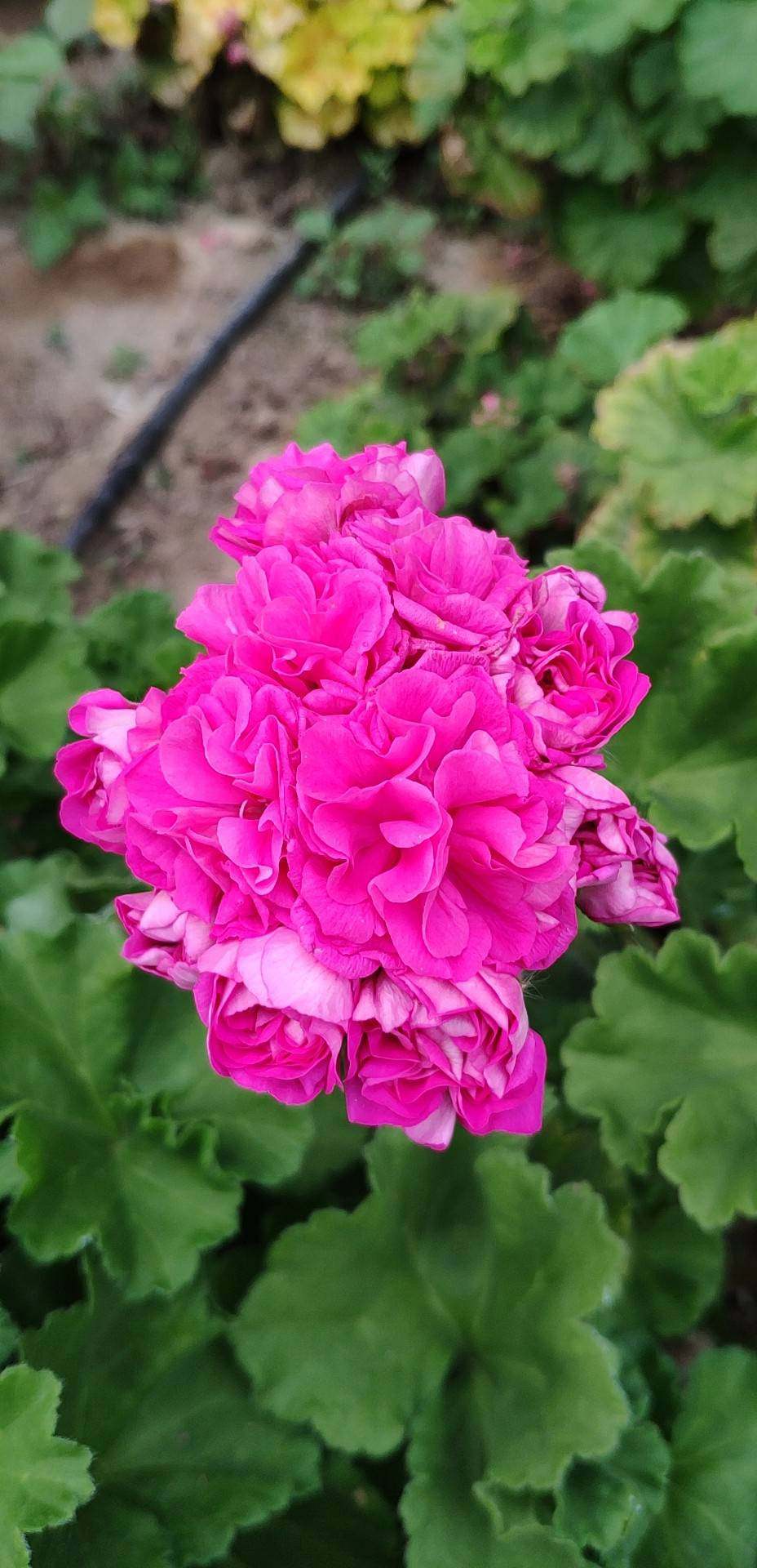 劳拉和谐小苗 重瓣天竺葵 阳台花卉盆栽绣球海棠四季开花室内