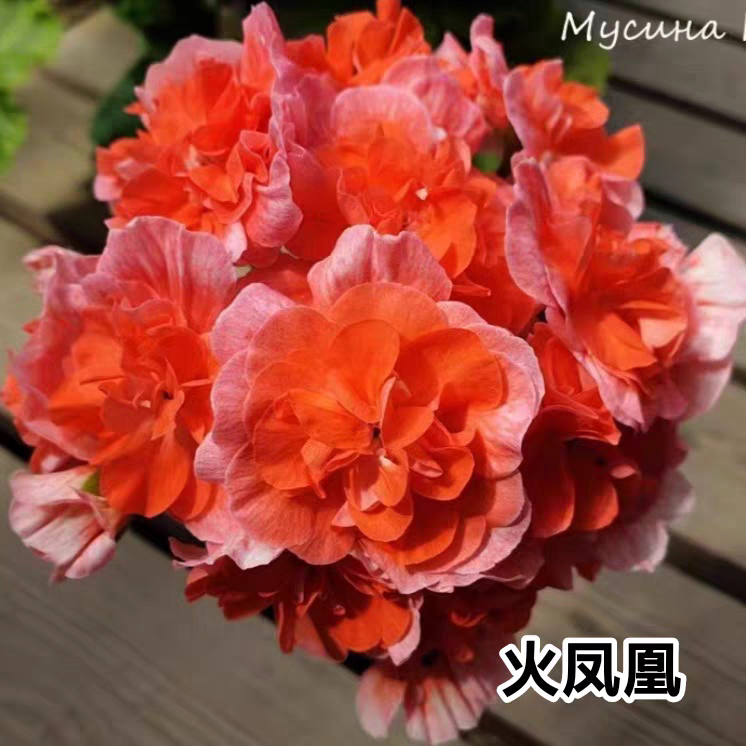 火凤凰 重瓣天竺葵 阳台花卉盆天竺葵
